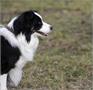 Zuid-Kennemerland | Groep honden valt border collie aan