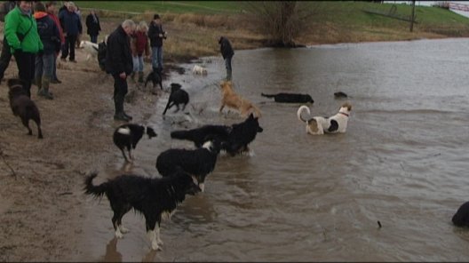 Honden nemen nieuwjaarsduik in Millingen