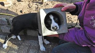 Brandweer redt Waalwijks hondje met Dreft uit betonnen lampenkap