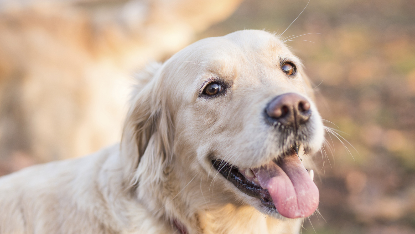 Zes honden bijten labrador dood in duinen Katwijk