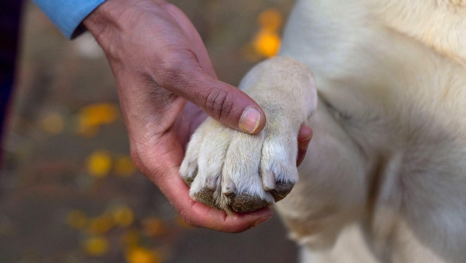 Honden bijten labrador dood in Katwijk; agent trekt wapen