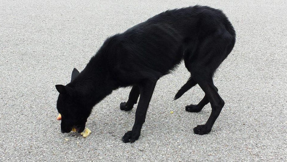 Geld ingezameld voor terugreis vermiste hond uit VS