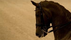 Hond bijt paard in been, baasje krijgt trap tegen borst