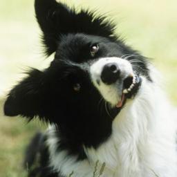 Opmerkelijk | Hond bijt half jaar lang autobanden lek