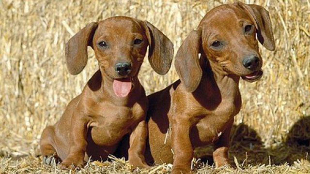 Toch honden deze zomer op recreatieplas Stroombroek