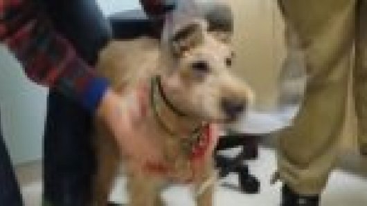 LIEVV: Blinde hond kan weer zien