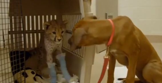 Video: Cheetah en puppy zijn onafscheidelijk; zelfs als een van hen naar ziekenhuis moet