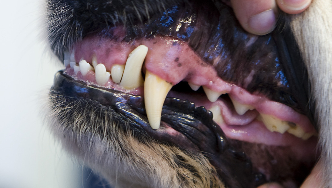 Agent schoot terecht agressieve hond dood