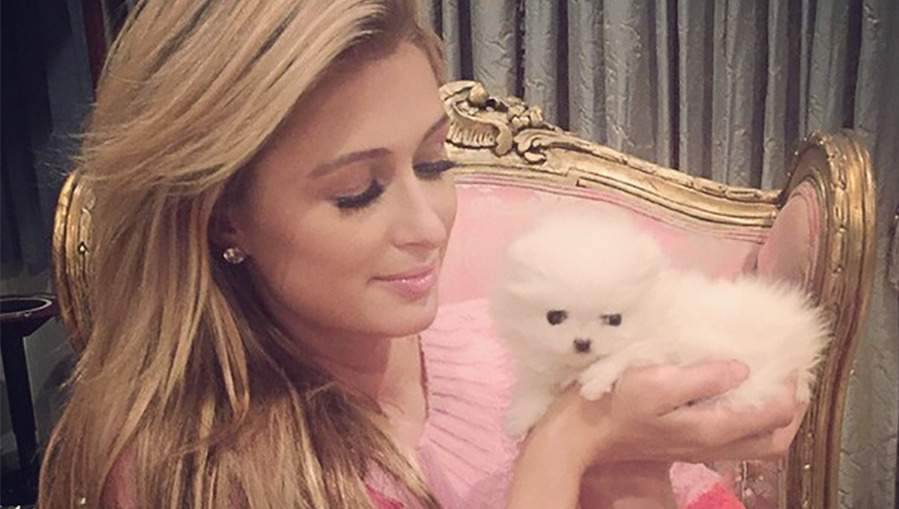 Nieuw schoothondje Paris Hilton heet Princess Paris