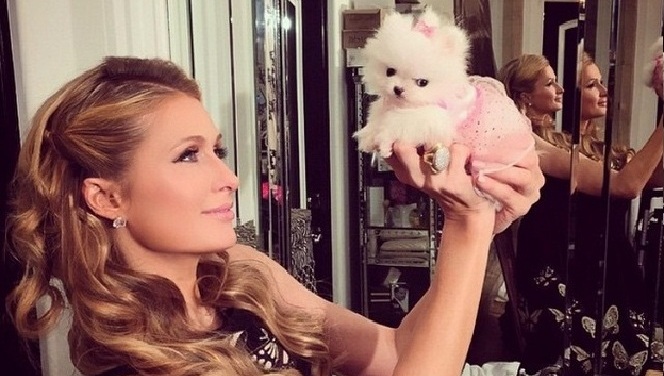 Paris Hilton overweegt fulltime nanny voor nieuwe puppy