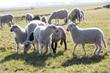 Vechtstreek | Drie schapen doodgebeten door honden in Breukelen