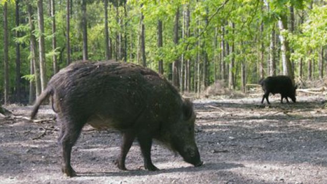 Wild zwijn valt meerdere honden aan op Eder Heide