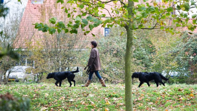 Dierenpolitie: honden niet dood door gebakken sponzen