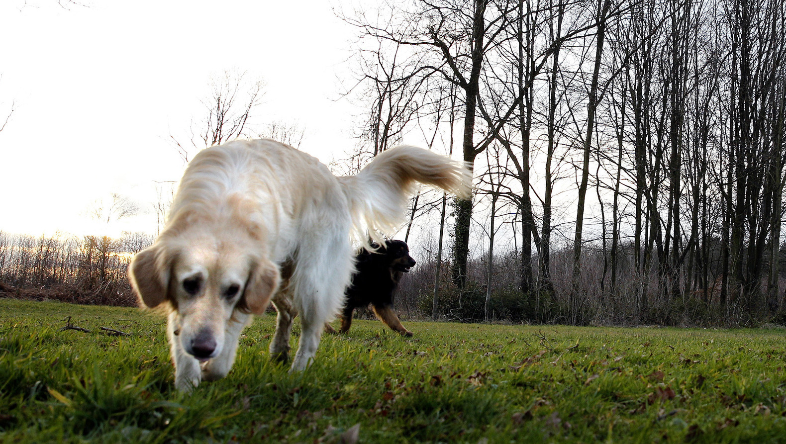 Dode honden door gebakken spons blijkt fabeltje