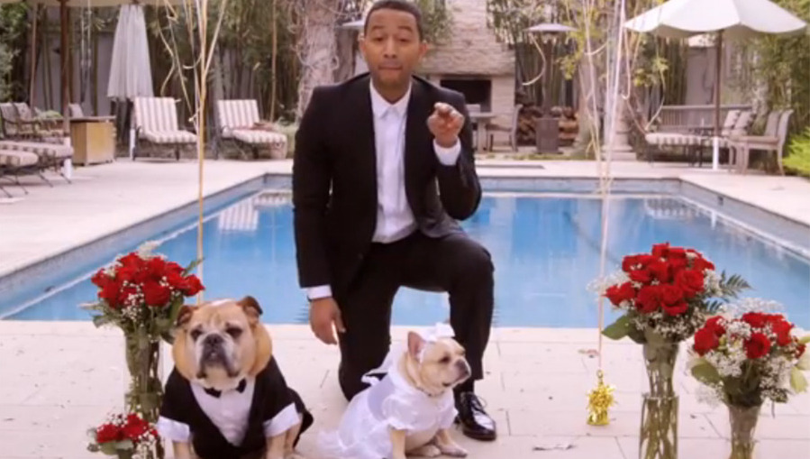 Superster John Legend trouwt zijn twee honden