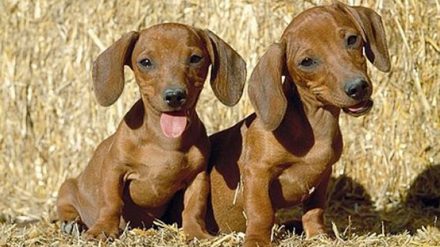 Honden Eibergen mogelijk overleden aan gif