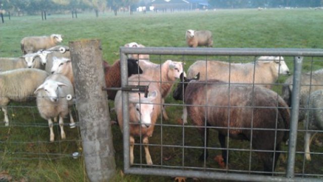 Honden die schapen doodbeten in Oosterbeek krijgen nieuw baasje