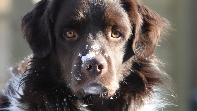 Honden uit de hele wereld strijden tegen elkaar in Ermelo