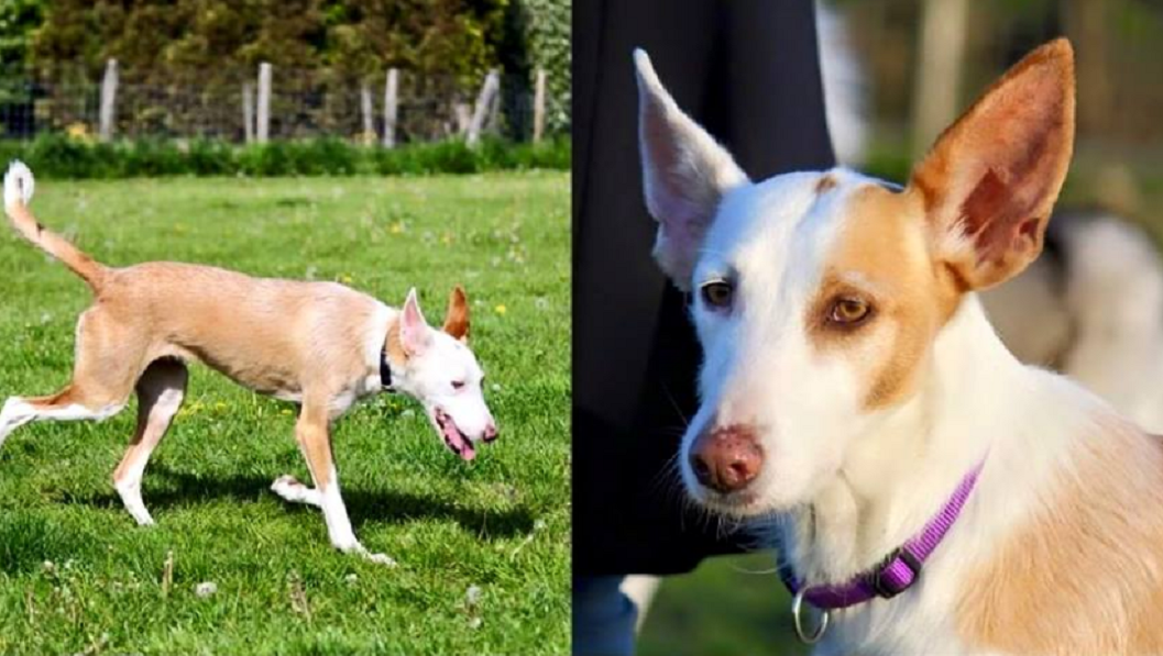 Radeloze bazin zoekt al dagen naar vermiste hond