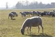 Noord-Kennemerland | Honden vallen schaap aan op Aagtendijk