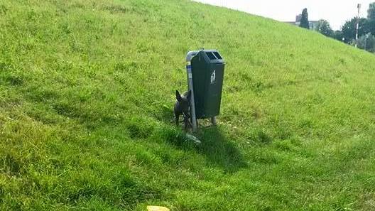 Jonge hond vastgeknoopt aan prullenbak en achtergelaten in Deventer