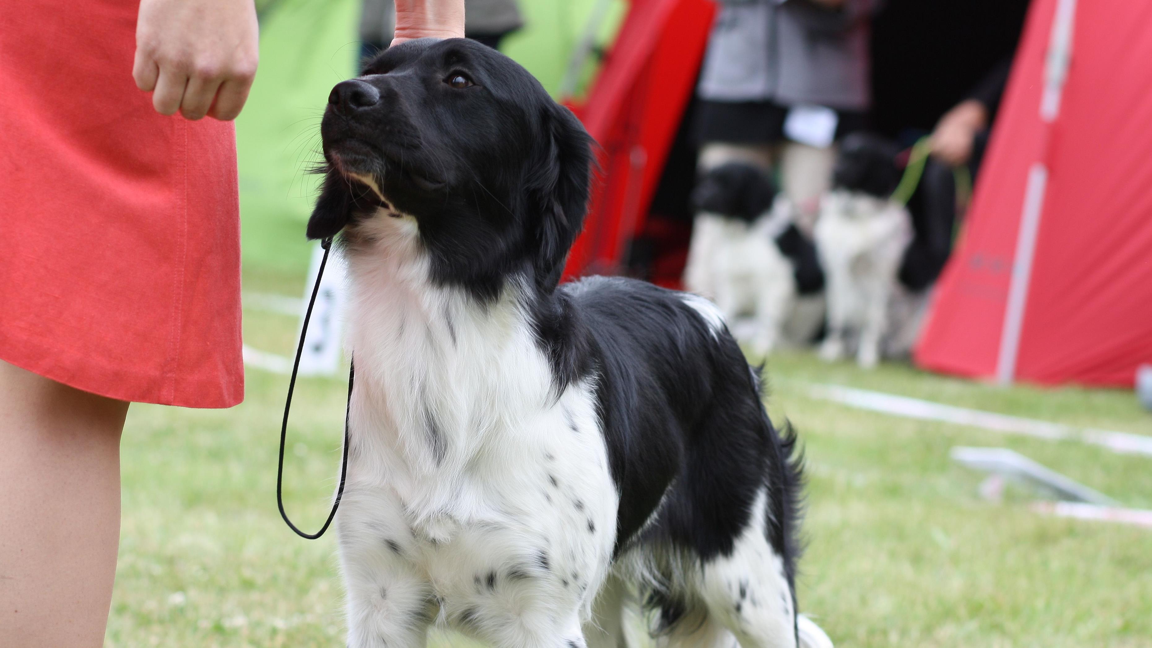 Malou Brouwers (8) uit Kampen maakt ijsjes voor haar hond Teun