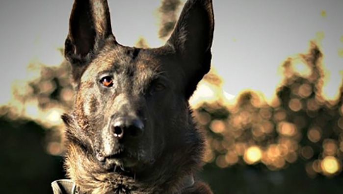 Politiehond Django mogelijk toch weer aan het werk