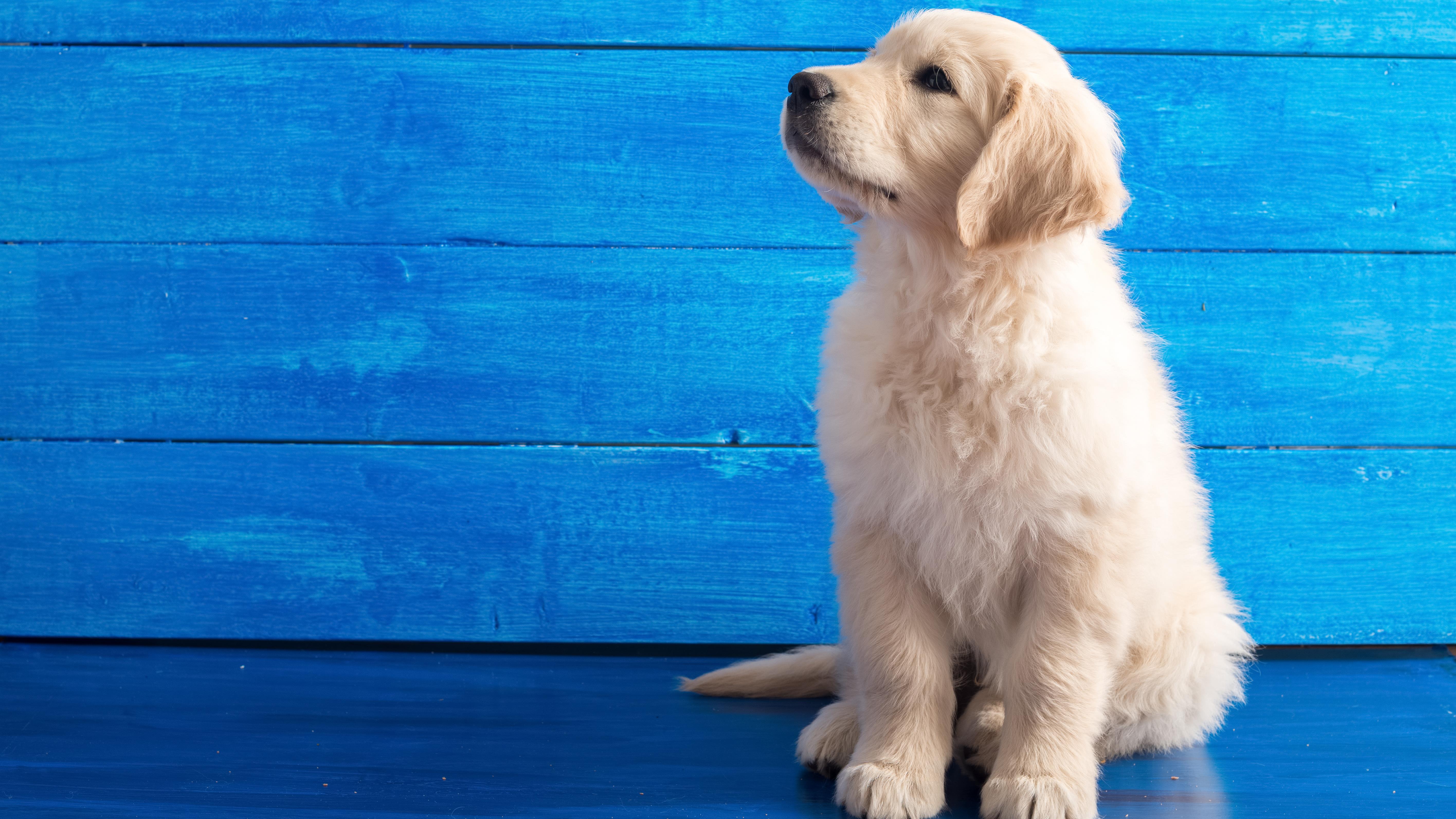 Meeste meldingen bij dierenpolitie over misstanden met honden komen uit Enschede