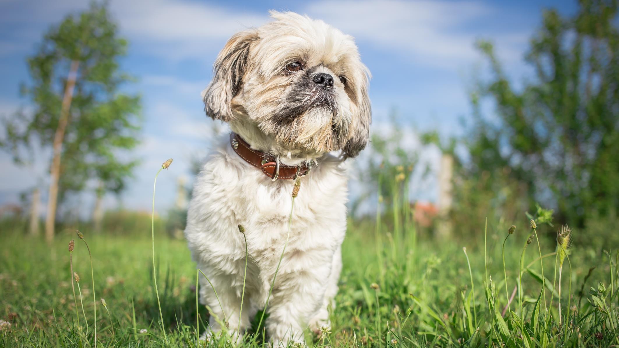 Politie Tubbergen neemt hond in beslag die andere hond doodbeet