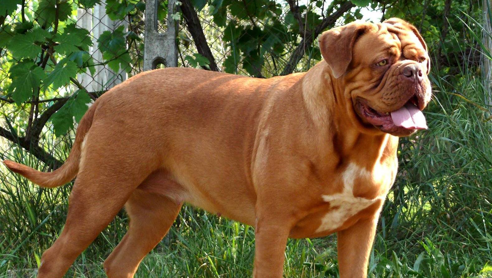 Fransman begraaft zijn hond levend