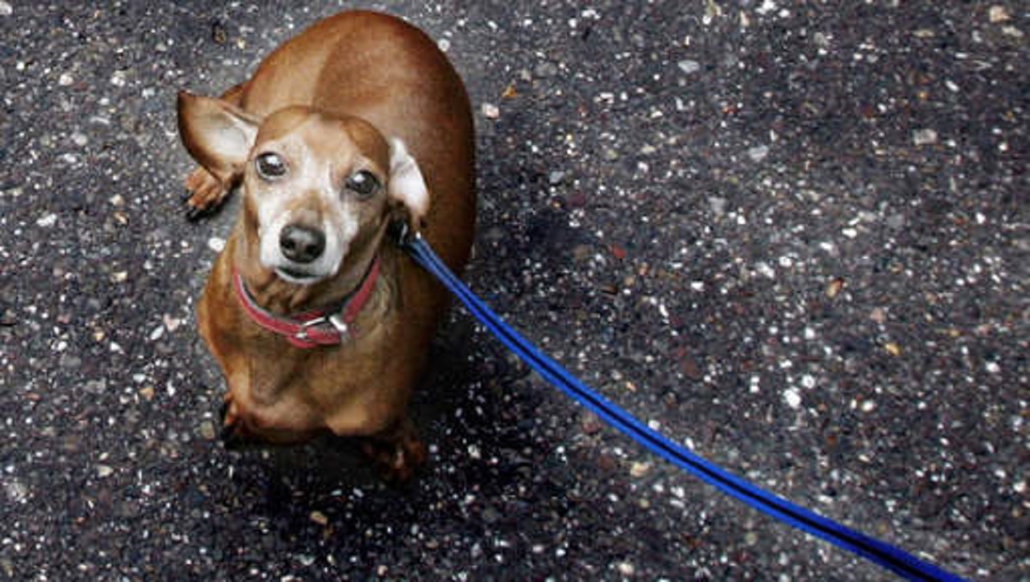 China: hond weg, anders komen we het dier afmaken