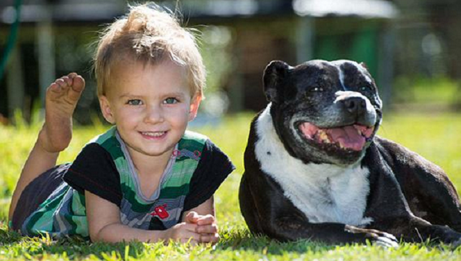 Hond Leala redt 2-jarig baasje van verdrinkingsdood